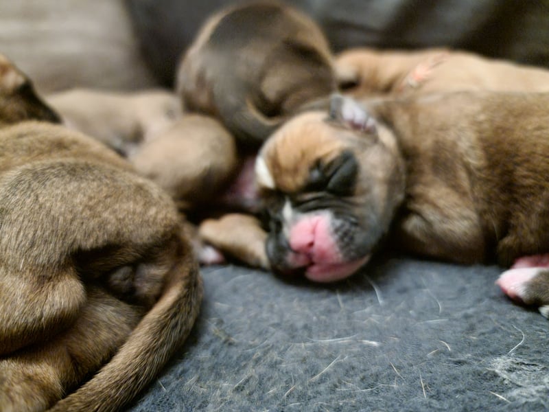 Boxer Welpen