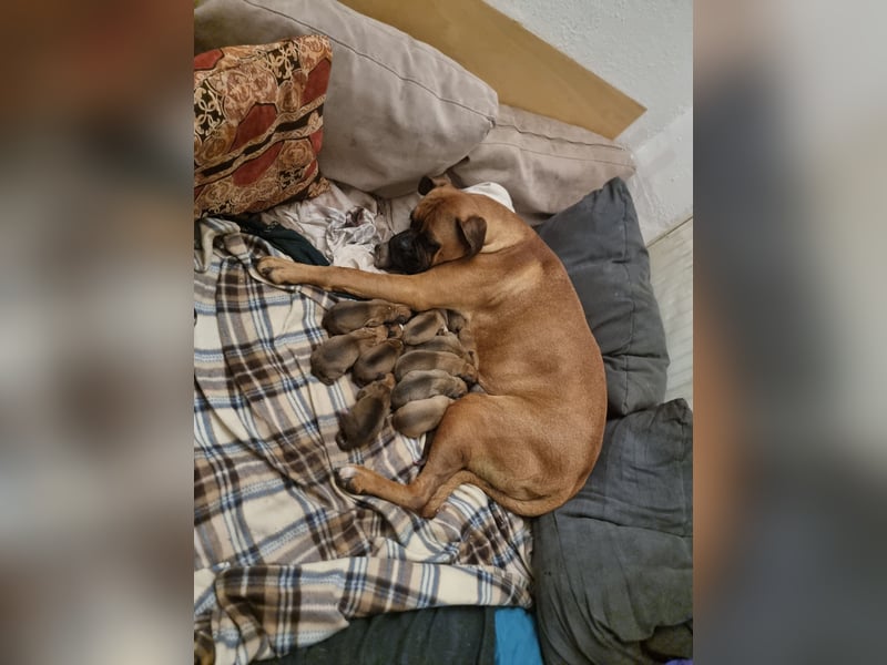 Boxer Welpen