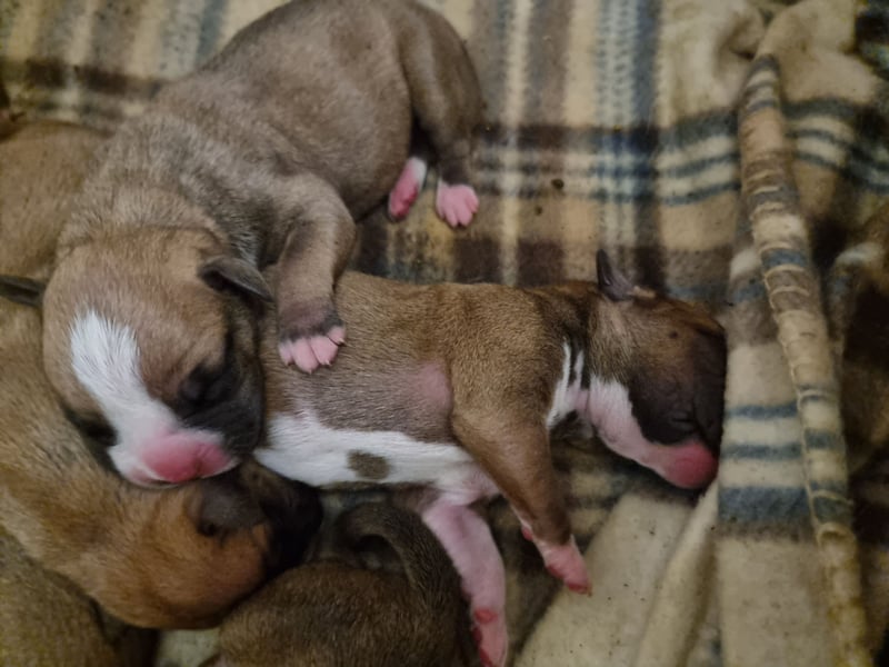 Boxer Welpen