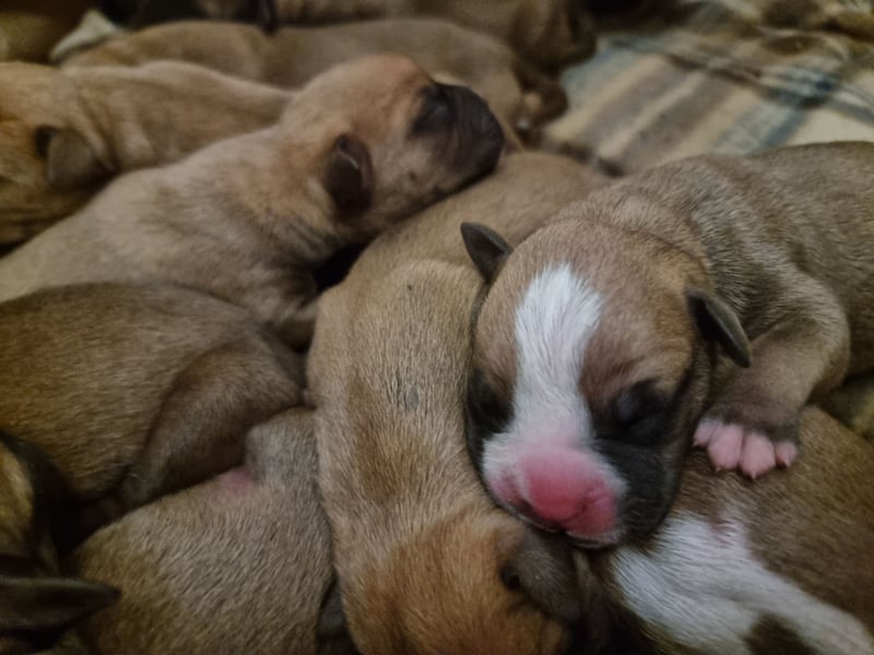 Boxer Welpen
