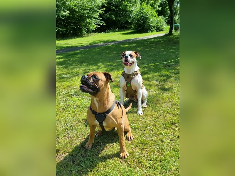 Boxer Welpen