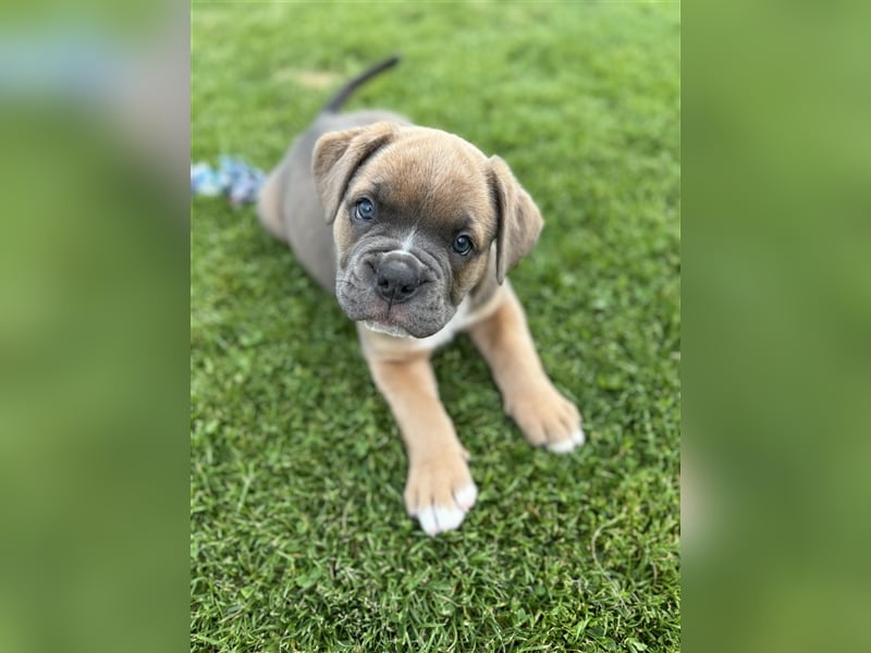 New Englisch Bulldogge/Boxer Mix