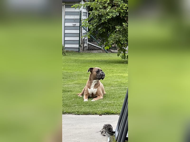 New Englisch Bulldogge/Boxer Mix