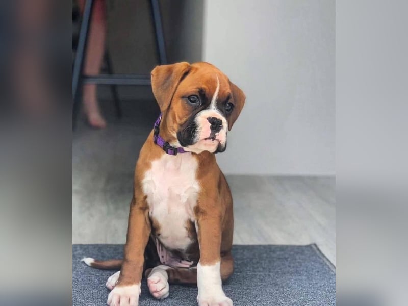 Boxer welpen