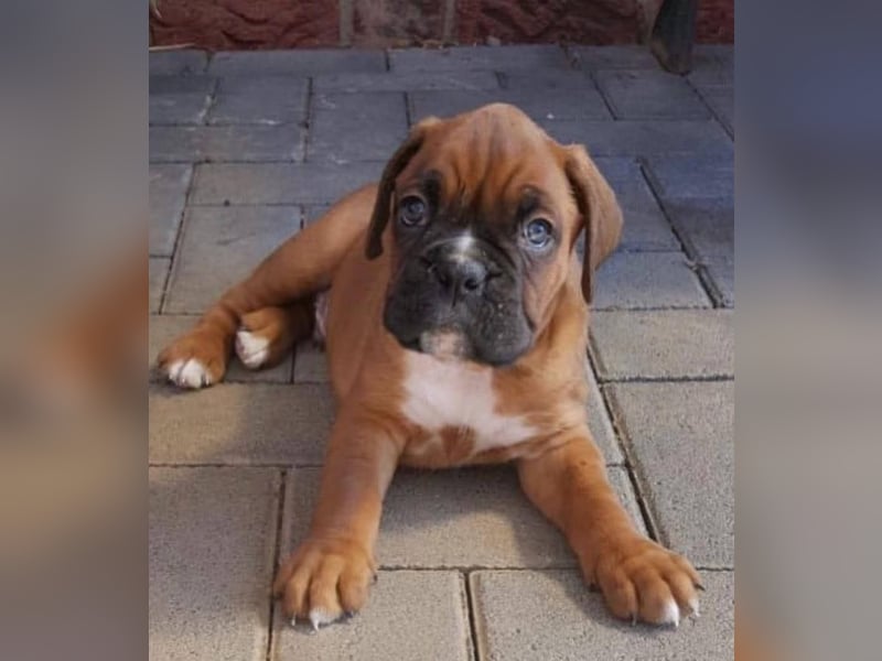 Boxer welpen
