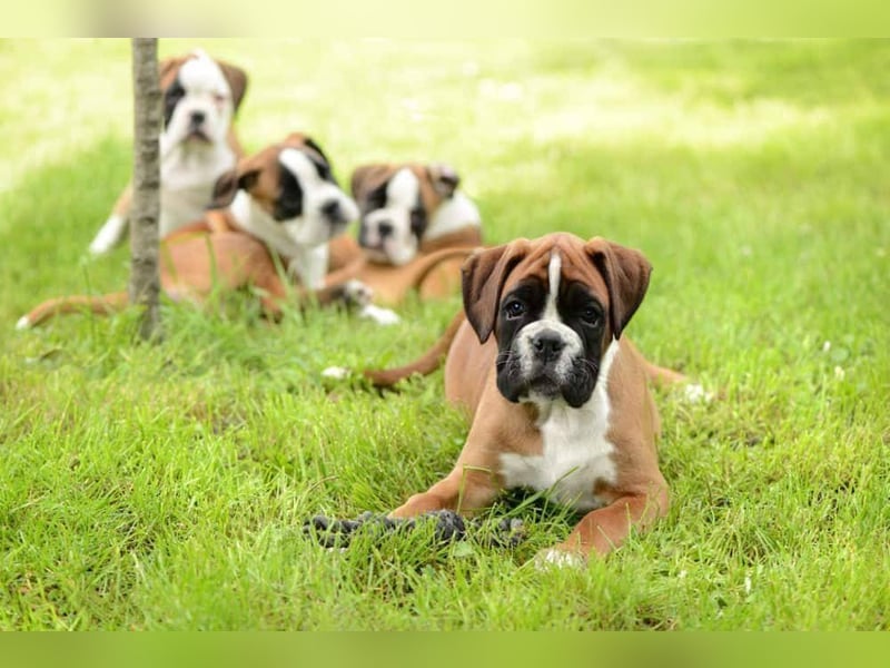 Boxer welpen