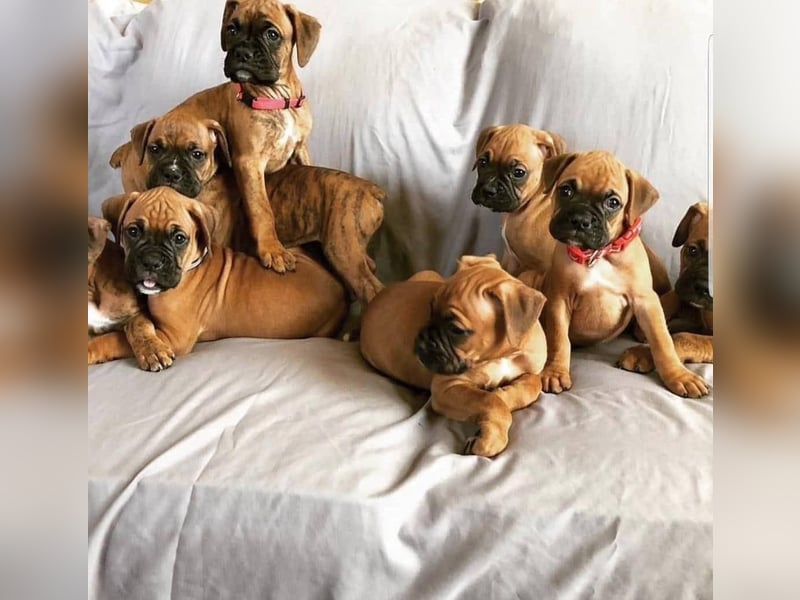 Boxer welpen