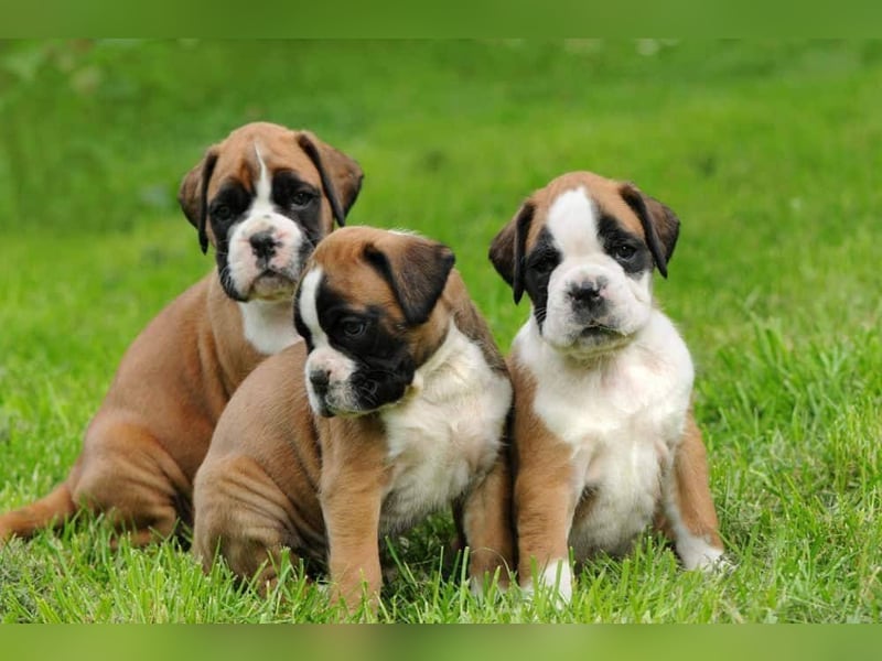 Boxer welpen
