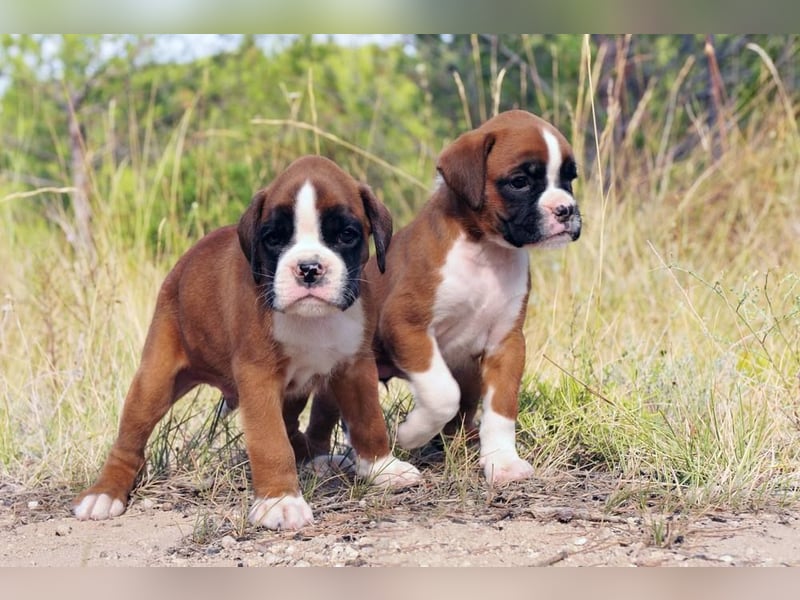 Boxer welpen