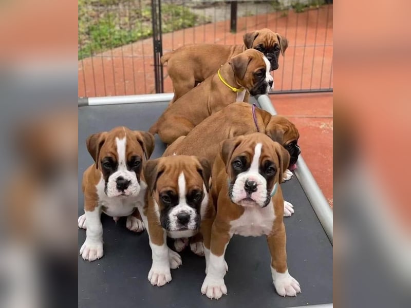 Boxer welpen