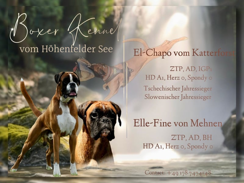 Boxerwelpen aus vorzüglicher Verpaarung
