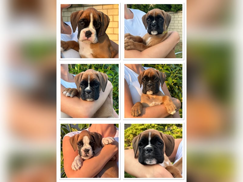 Boxerwelpen aus vorzüglicher Verpaarung