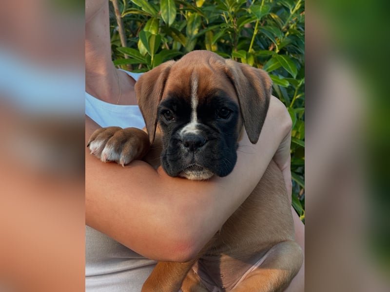 Boxerwelpen aus vorzüglicher Verpaarung