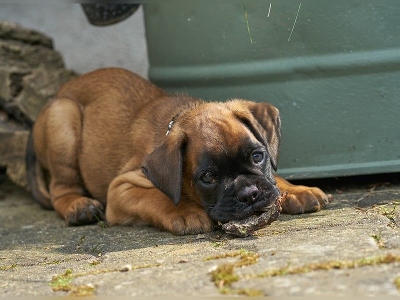 Bezaubernde Boxerwelpen
