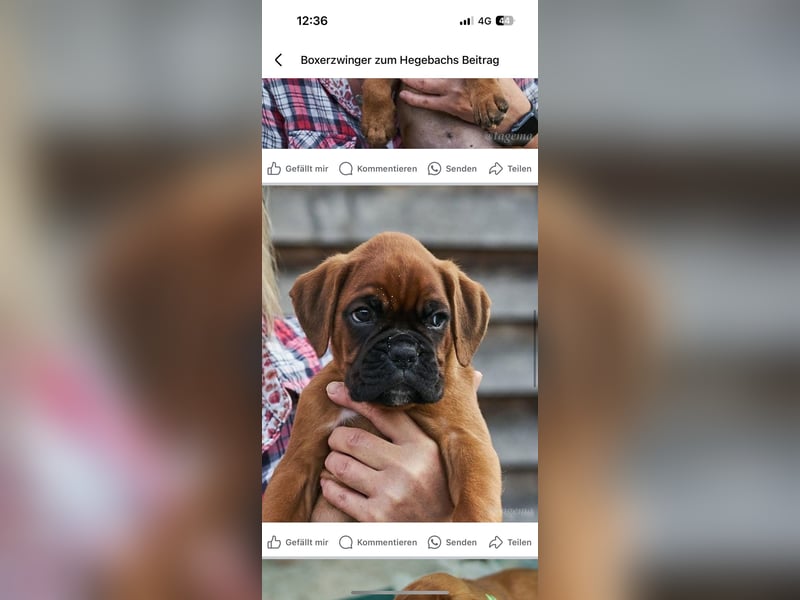 Bezaubernde Boxerwelpen