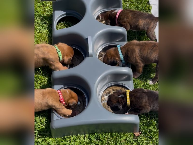 Bezaubernde Boxerwelpen