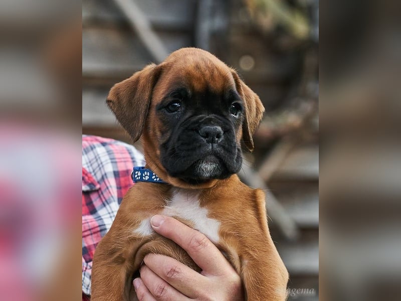 Bezaubernde Boxerwelpen