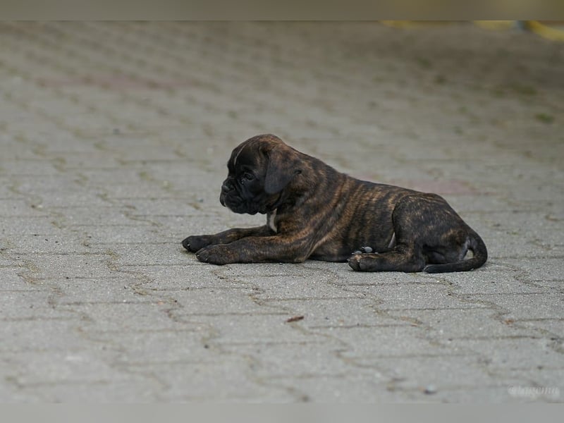 Bezaubernde Boxerwelpen