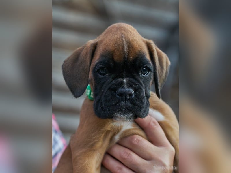 Bezaubernde Boxerwelpen