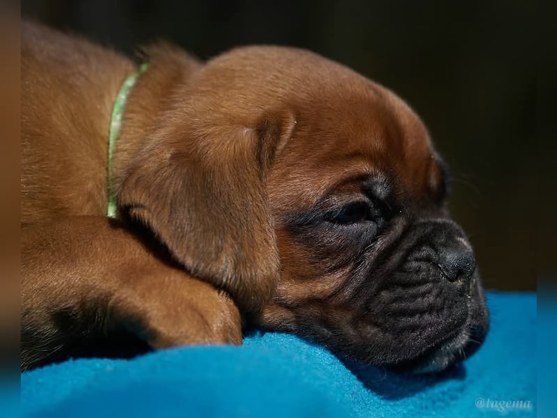 Bezaubernde Boxerwelpen