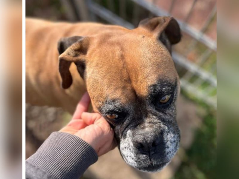 Luna - Boxer Seniorin sucht ein neues Zuhause