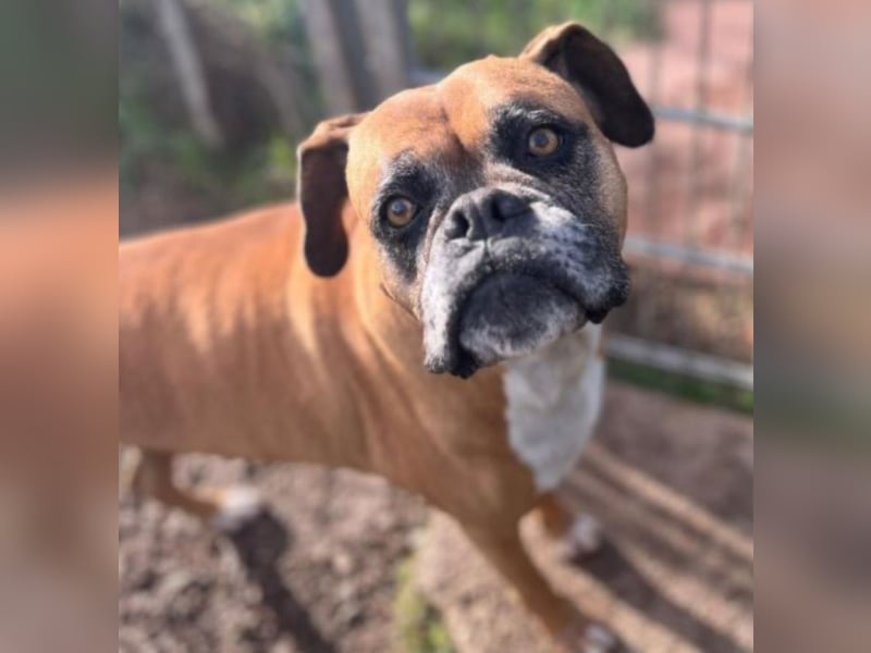 Luna - Boxer Seniorin sucht ein neues Zuhause