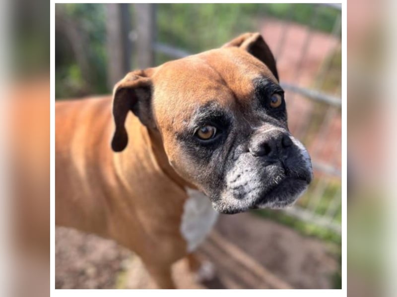 Luna - Boxer Seniorin sucht ein neues Zuhause