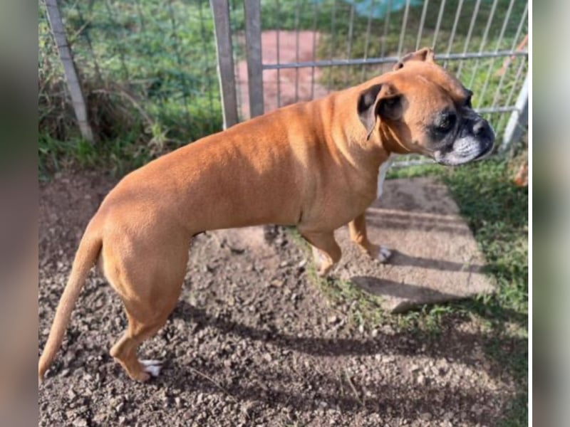 Luna - Boxer Seniorin sucht ein neues Zuhause