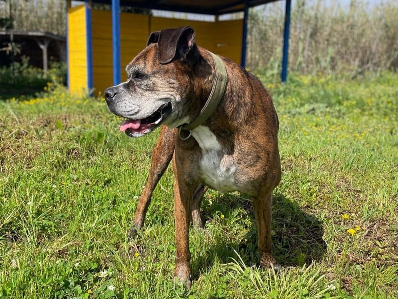 Prada - Boxer Seniorin auf der Suche nach ihrem neuen Zuhause