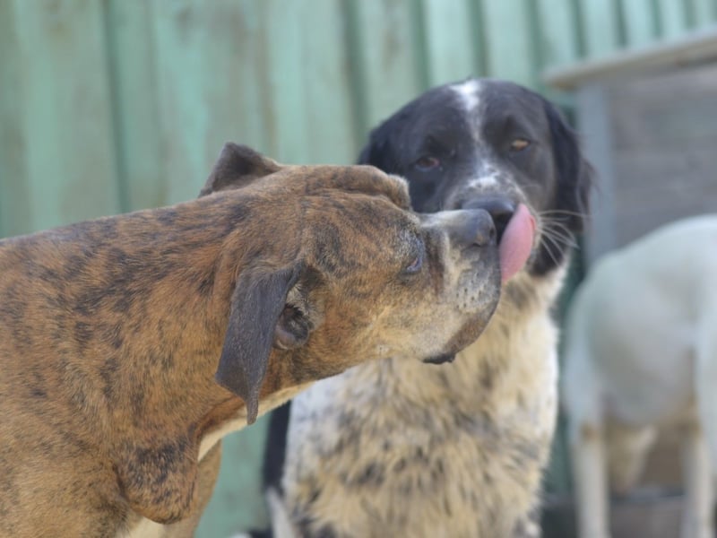 Prada - Boxer Seniorin auf der Suche nach ihrem neuen Zuhause