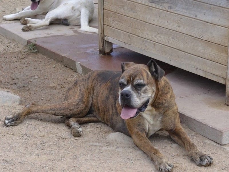 Prada - Boxer Seniorin auf der Suche nach ihrem neuen Zuhause