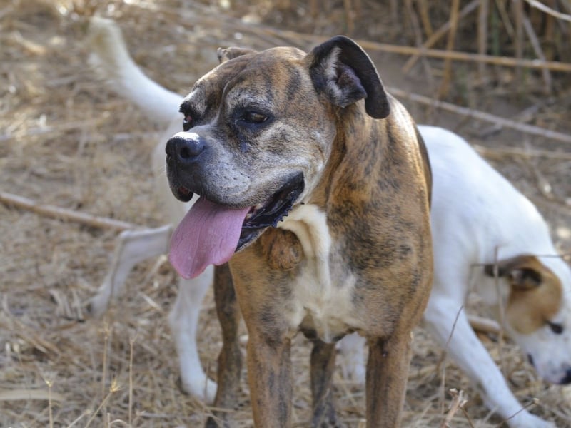 Prada - Boxer Seniorin auf der Suche nach ihrem neuen Zuhause