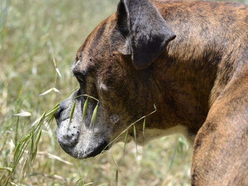 Prada - Boxer Seniorin auf der Suche nach ihrem neuen Zuhause