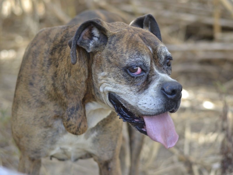 Prada - Boxer Seniorin auf der Suche nach ihrem neuen Zuhause