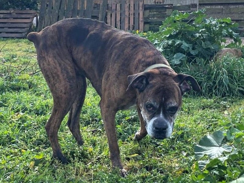 Prada - Boxer Seniorin auf der Suche nach ihrem neuen Zuhause