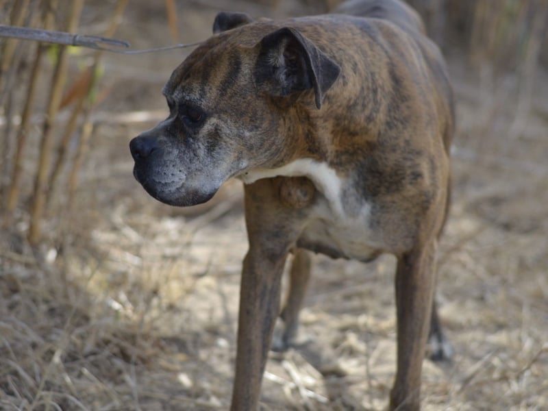 Prada - Boxer Seniorin auf der Suche nach ihrem neuen Zuhause