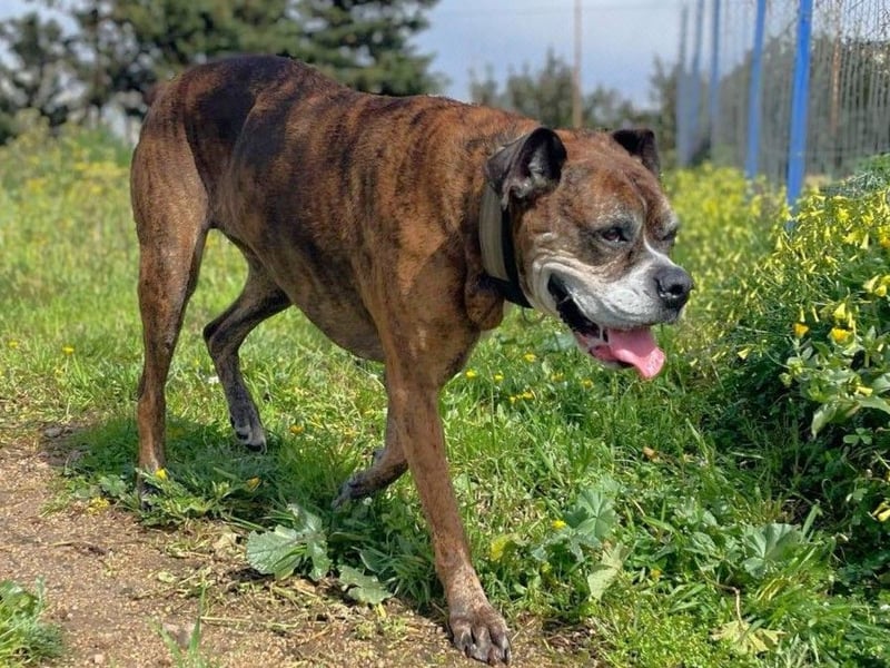 Prada - Boxer Seniorin auf der Suche nach ihrem neuen Zuhause