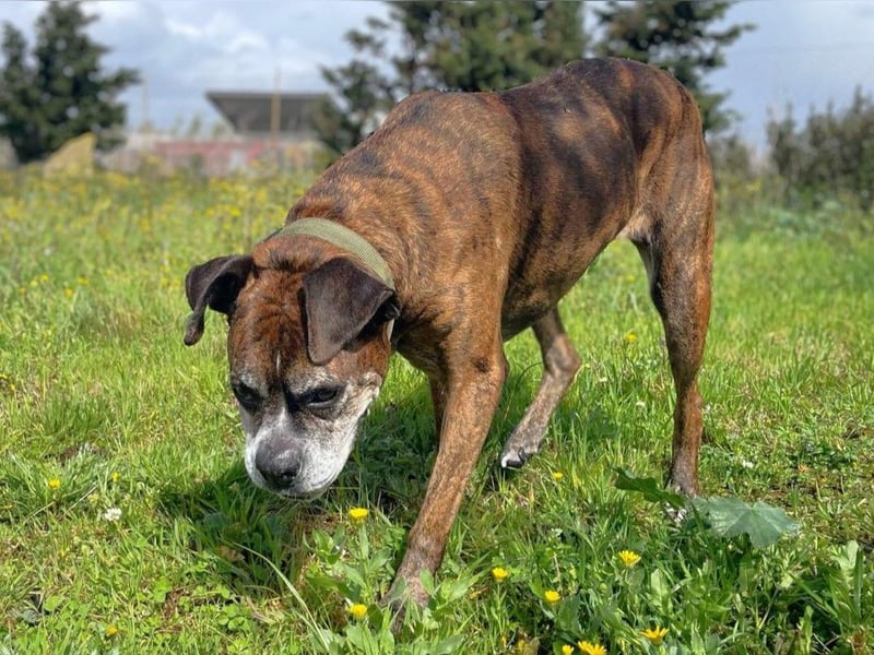 Prada - Boxer Seniorin auf der Suche nach ihrem neuen Zuhause