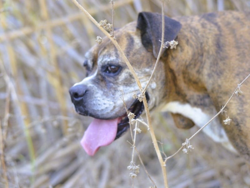 Prada - Boxer Seniorin auf der Suche nach ihrem neuen Zuhause