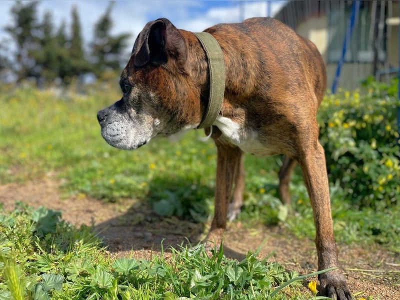 Prada - Boxer Seniorin auf der Suche nach ihrem neuen Zuhause