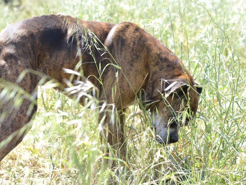 Prada - Boxer Seniorin auf der Suche nach ihrem neuen Zuhause