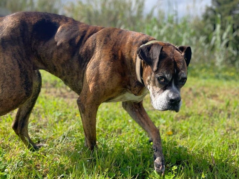 Prada - Boxer Seniorin auf der Suche nach ihrem neuen Zuhause