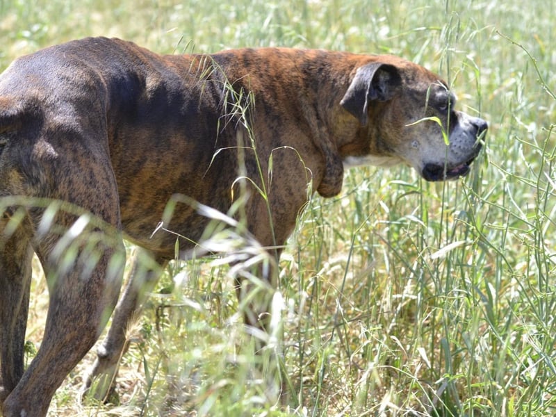 Prada - Boxer Seniorin auf der Suche nach ihrem neuen Zuhause