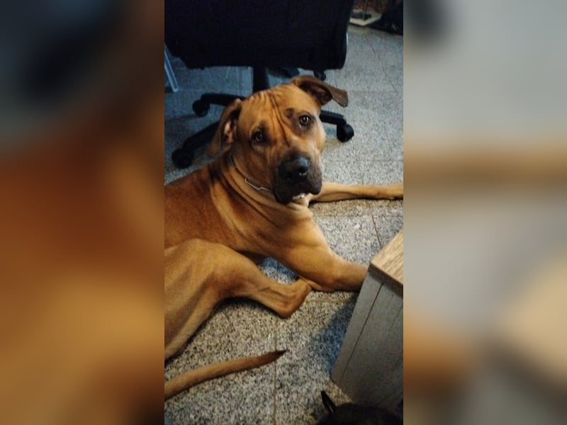 Dringend neues Zuhause gesucht