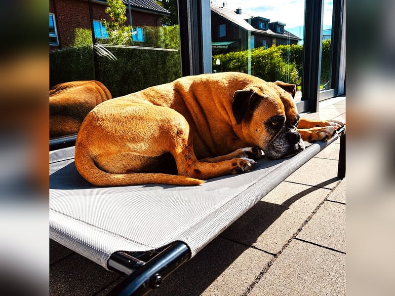 Luna - Boxer Seniorin sucht ein neues Zuhause