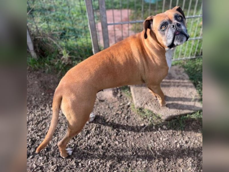 Luna - Boxer Seniorin sucht ein neues Zuhause