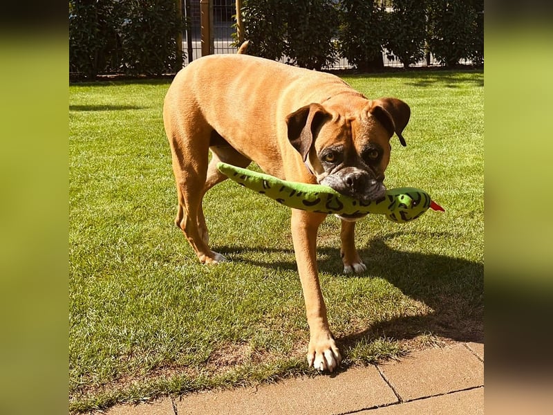 Luna - Boxer Seniorin sucht ein neues Zuhause