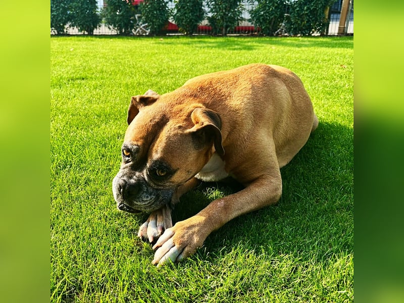 Luna - Boxer Seniorin sucht ein neues Zuhause