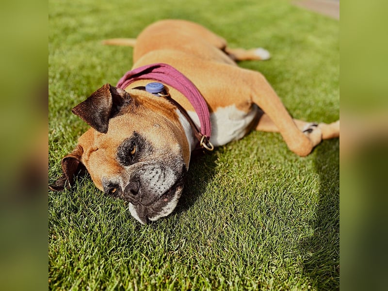 Luna - Boxer Seniorin sucht ein neues Zuhause