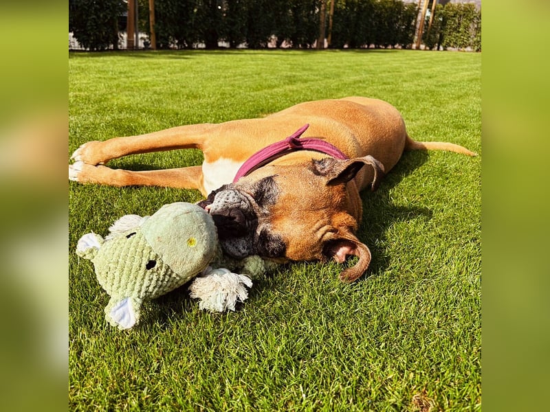Luna - Boxer Seniorin sucht ein neues Zuhause
